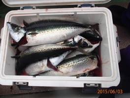 極太大サバも入れ食いで釣れる