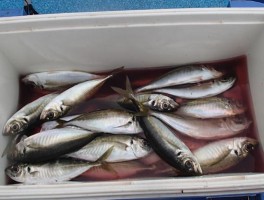 アジアジアジの大漁釣果です