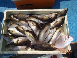 201581151228-1.jpg