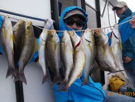 ビッグイサキの釣りまくり