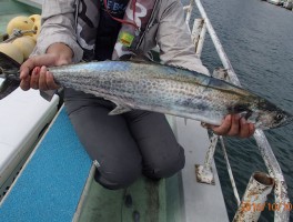 特別にサワラが釣れちゃいました