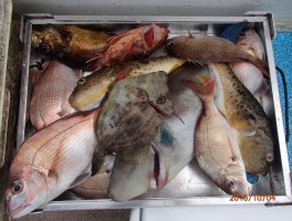 ウタセ五目釣り多彩な高級魚