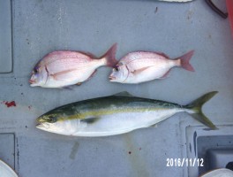 20161113164526-3.jpg