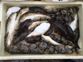 フグの竿頭様の釣果です