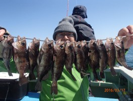 やっぱり春告魚釣りだね