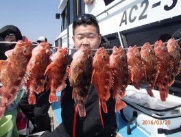 カサゴたっぷり釣果で串刺しです