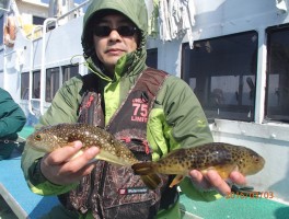 極美味ショウサイフグもビッグサイズ