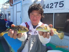 ショウサイフグは極美味