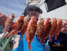伊良湖水道でのカサゴ釣りでした