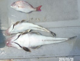 2016520164055-2.jpg