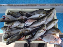 釣果大漁だ