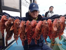 伊良湖水道産の根魚の定番