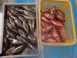 【メバル・カサゴコース】根魚の定番二本立て大漁5