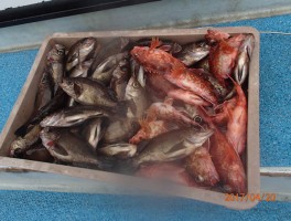 【メバル・カサゴコース】根魚の定番二本立て大漁15