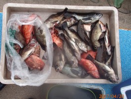 【メバル・カサゴコース】根魚の定番二本立て大漁7