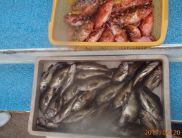【メバル・カサゴコース】根魚の定番二本立て大漁10