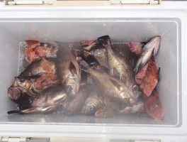 【メバル・カサゴコース】根魚の定番二本立て大漁16