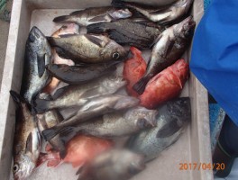 【メバル・カサゴコース】根魚の定番二本立て大漁12