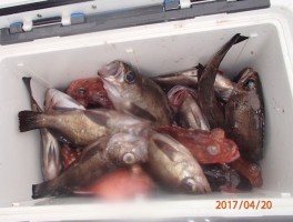 【メバル・カサゴコース】根魚の定番二本立て大漁14