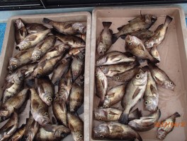 【メバル・カサゴ・アジ五目コース】ビッグメバルオール釣りまくり大漁6