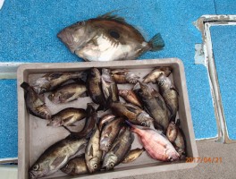 【メバル・カサゴ・アジ五目コース】ビッグメバルオール釣りまくり大漁7