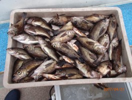 【メバル・カサゴ・アジ五目コース】ビッグメバルオール釣りまくり大漁9