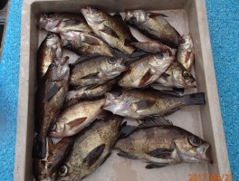 【メバル・カサゴ・アジ五目コース】ビッグメバルオール釣りまくり大漁10