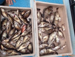 【メバル・カサゴ・アジ五目コース】ビッグメバルオール釣りまくり大漁11