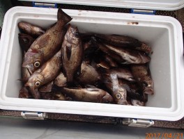 【メバル・カサゴ・アジ五目コース】ビッグメバルオール釣りまくり大漁12
