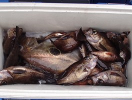 【メバル・カサゴ・アジ五目コース】ビッグメバルオール釣りまくり大漁13