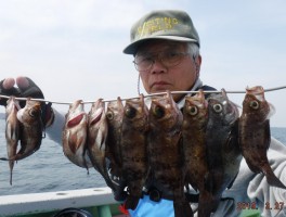 大人気春告魚はGOODサイズ