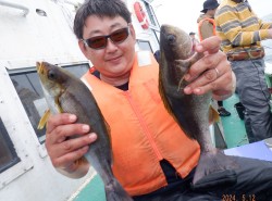 【大山沖イサキ＆アジコース】極上級成長極厚Bigイサキ釣りまくりサムネイル