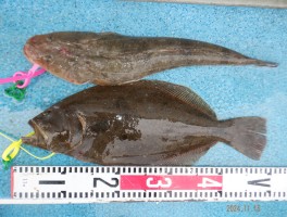 h14