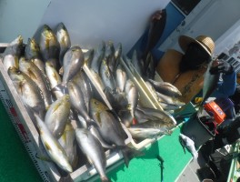 本日の竿頭様猛烈に釣果満載釣りすぎ御礼状態