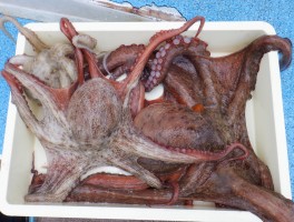 tako13